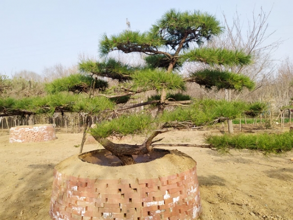 造型松怎么种植才好看