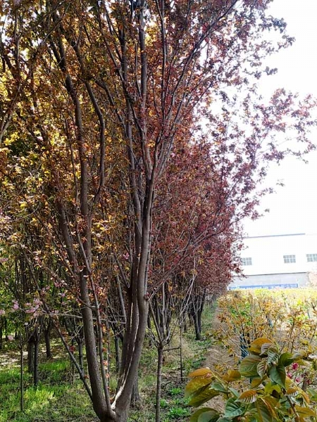 紫叶李