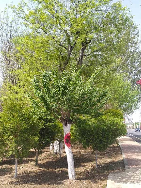 黄金丁香