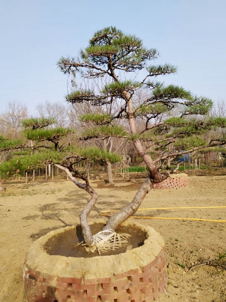 造型松