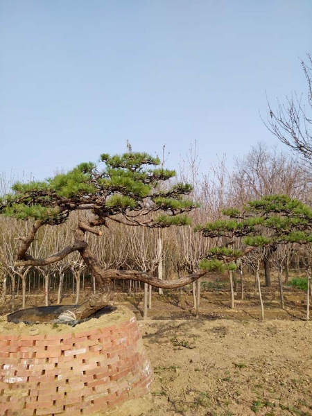 造型松