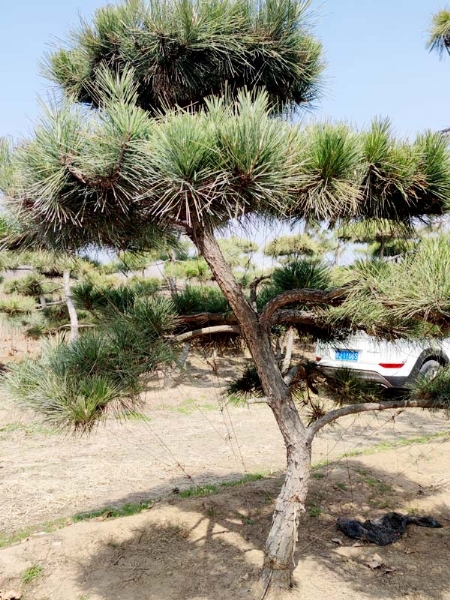 造型松