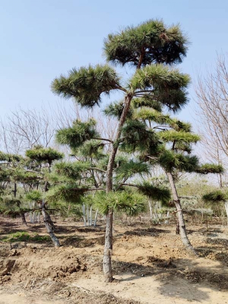 造型松