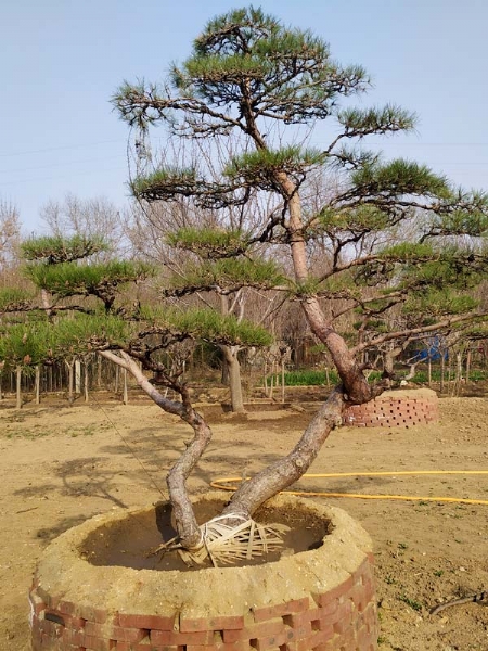 造型松