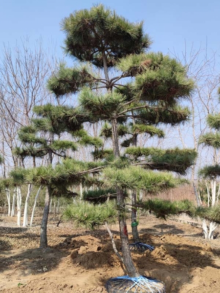 造型松